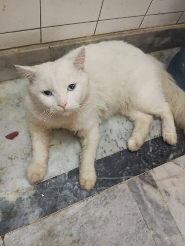 Blue eyes Persian male cat 0