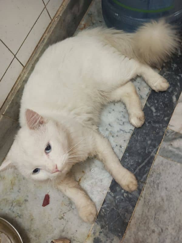 Blue eyes Persian male cat 2