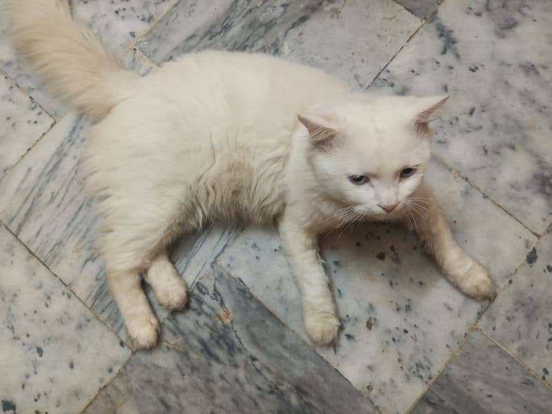 Blue eyes Persian male cat 5