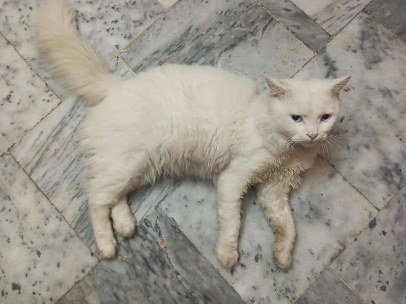 Blue eyes Persian male cat 6