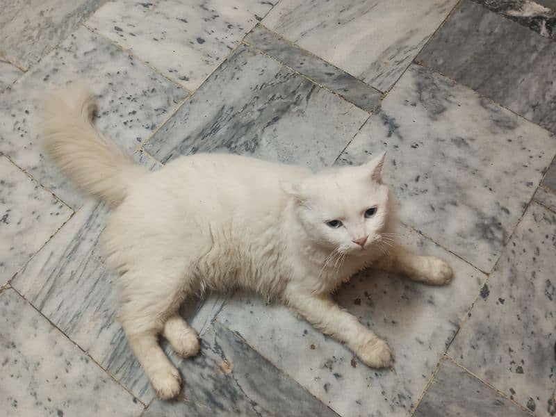 Blue eyes Persian male cat 9