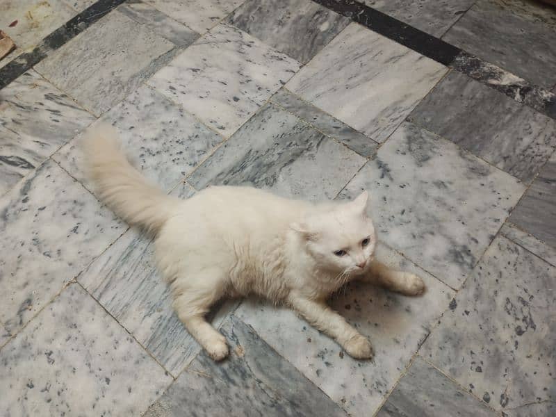 Blue eyes Persian male cat 11