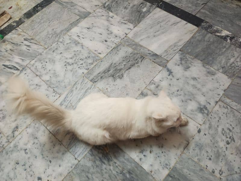 Blue eyes Persian male cat 12