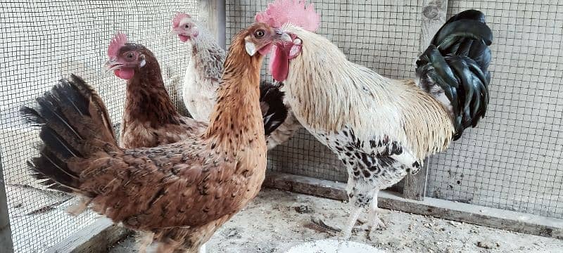 egg laying hens 1