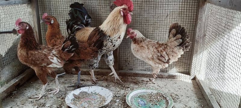 egg laying hens 3