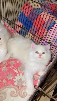 Persian cat for sale waxing clear WhatsApp 0323=00=97=122