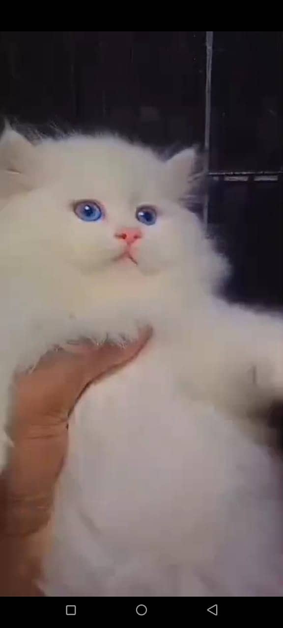 Persian cat for sale waxing clear WhatsApp 0323=00=97=122 1