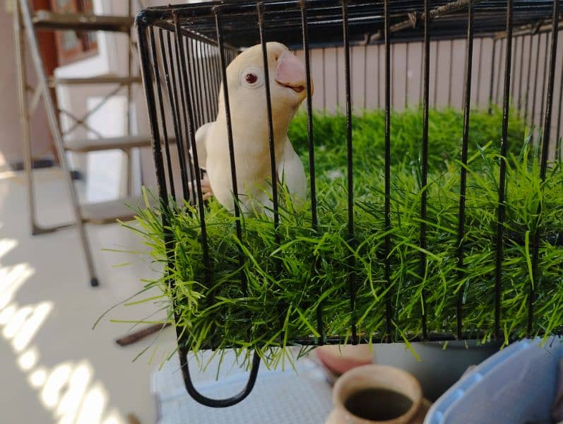 Albino red eye birds 3