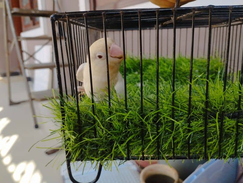 Albino red eye birds 4