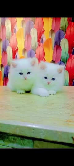 Persian cat for sale male or female my WhatsApp 0323=00=97=122