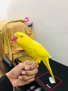 Tamed Yellow Ringneck