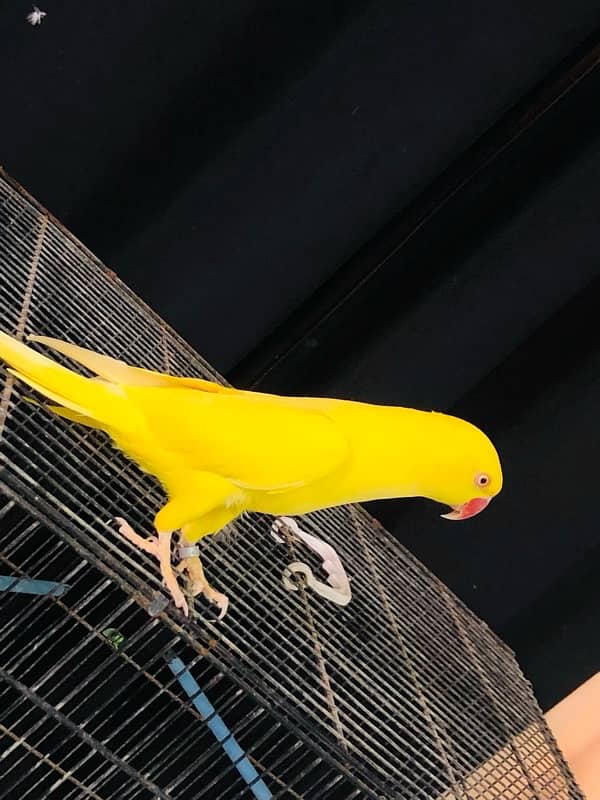 Tamed Yellow Ringneck 1