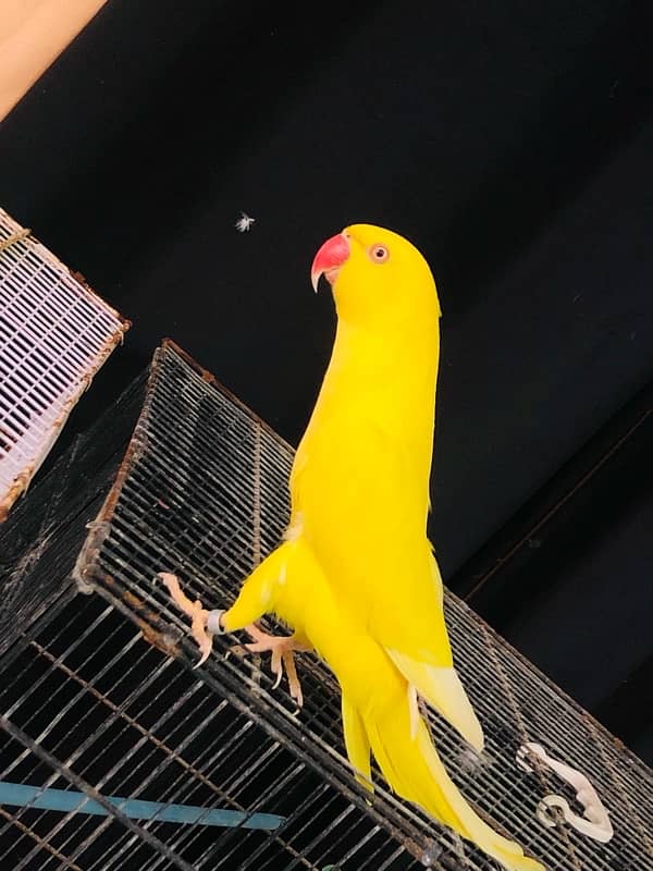 Tamed Yellow Ringneck 2