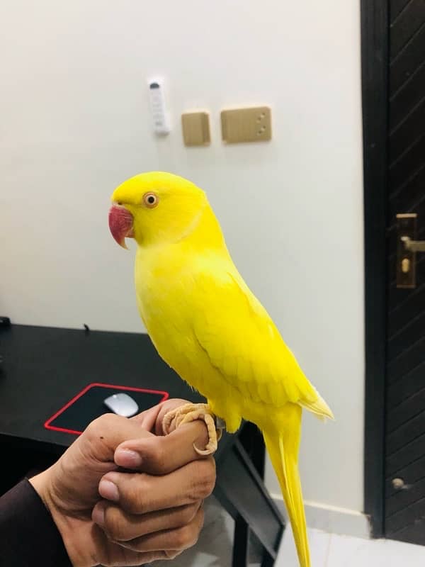 Tamed Yellow Ringneck 3