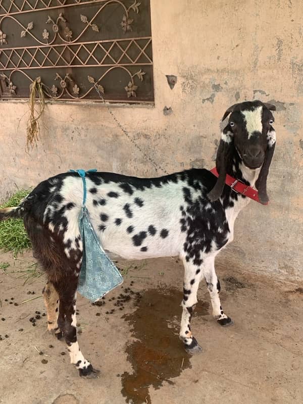 Desi teddy goat 3