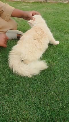 Friendly Persian Male Cat