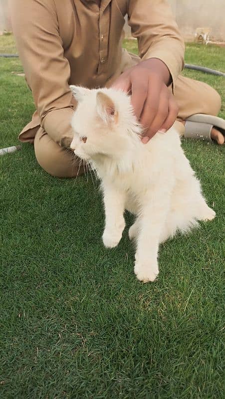 Friendly Persian Male Cat 5