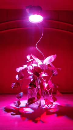 Grow Led Uv Light Full Spectrum , For indoor / out door  farming .