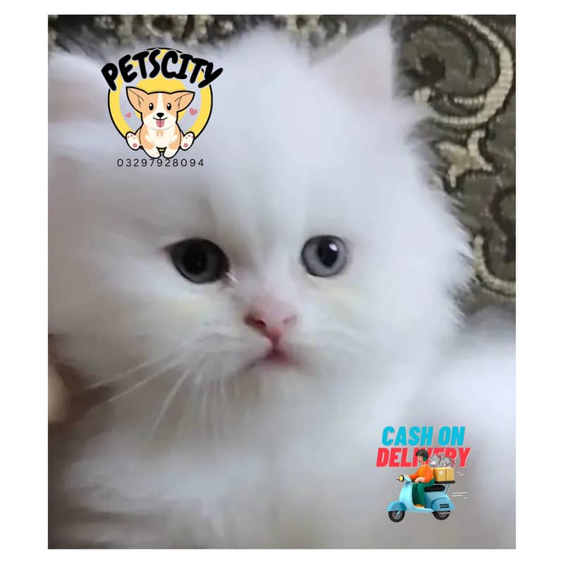 Pure persian Ragdoll punch face kittens Gift quality(Cash on DELIVERY) 1