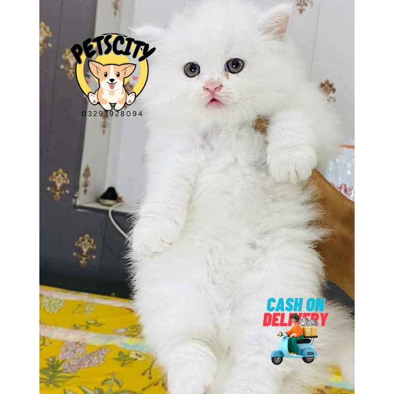 Pure persian Ragdoll punch face kittens Gift quality(Cash on DELIVERY) 6