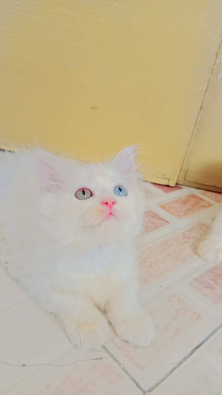 Persian white female kitten odd eyes 0