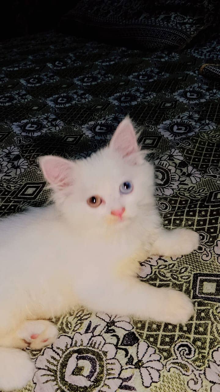 Persian white female kitten odd eyes 1