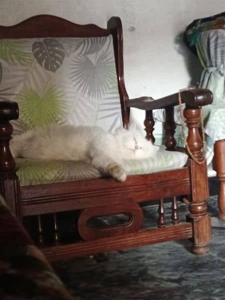 Triple Coated Blue Eyes Pure White and Fawn Persian 2