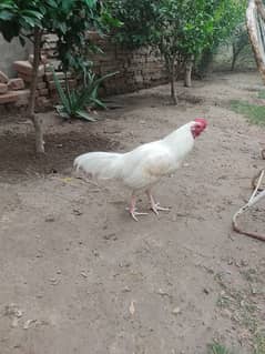 White Heera Aseel Male Jora for sell