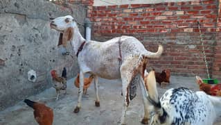 makhi cheeni female Goat with 2 male babies