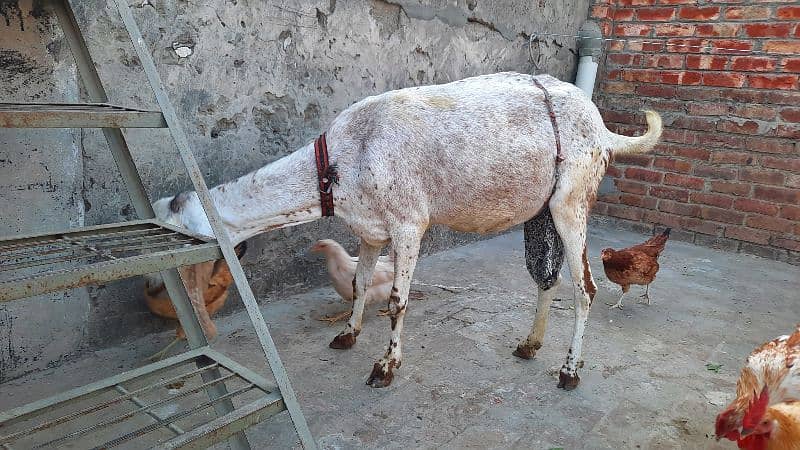 makhi cheeni female Goat with 2 male babies 1