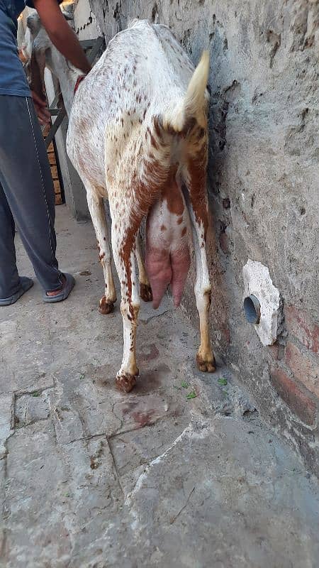 makhi cheeni female Goat with 2 male babies 2