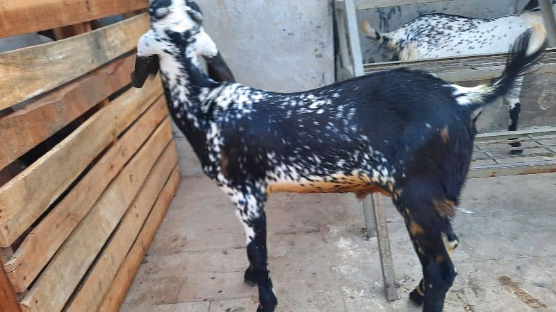 makhi cheeni female Goat with 2 male babies 4