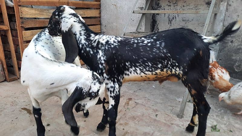 makhi cheeni female Goat with 2 male babies 5