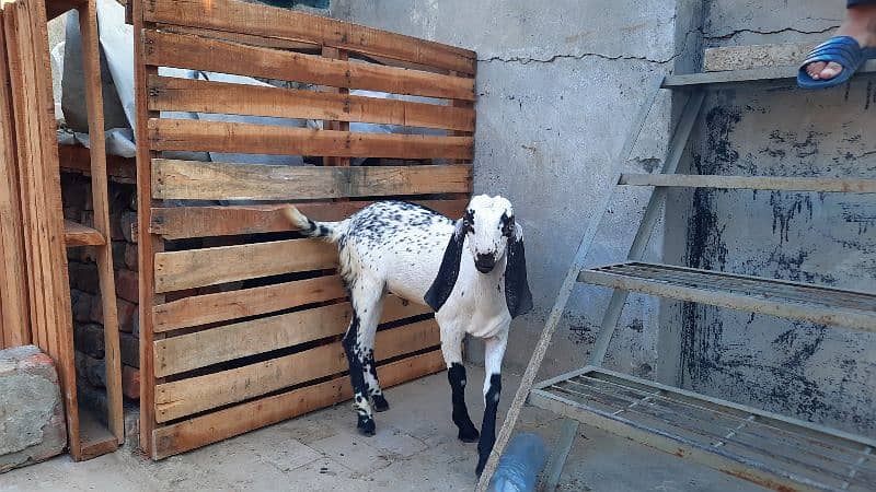 makhi cheeni female Goat with 2 male babies 6