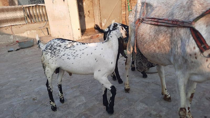 makhi cheeni female Goat with 2 male babies 7