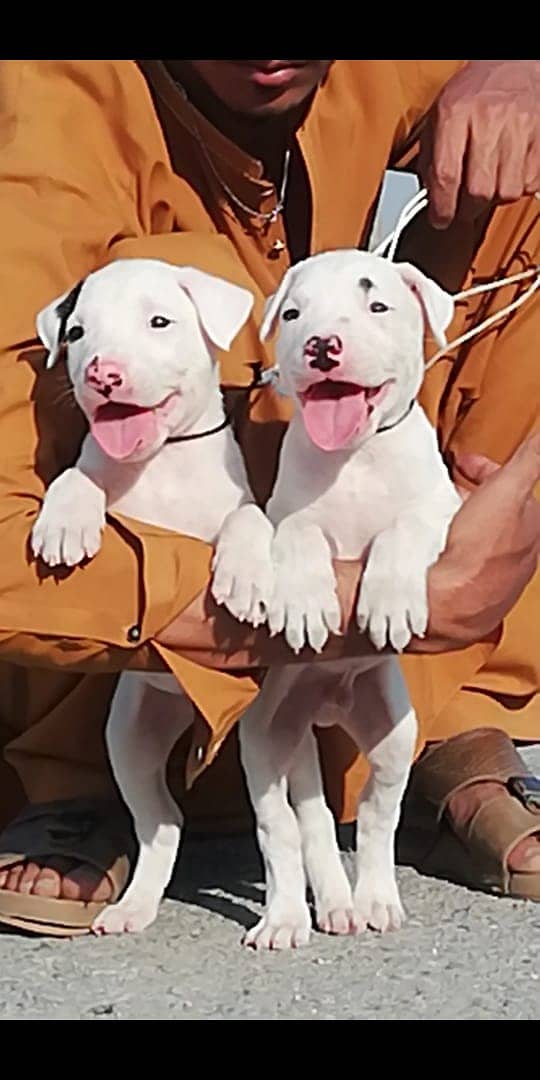 Bully Gultair Puppies | Bully Gultair Pair | Bully Gultair Breed 0