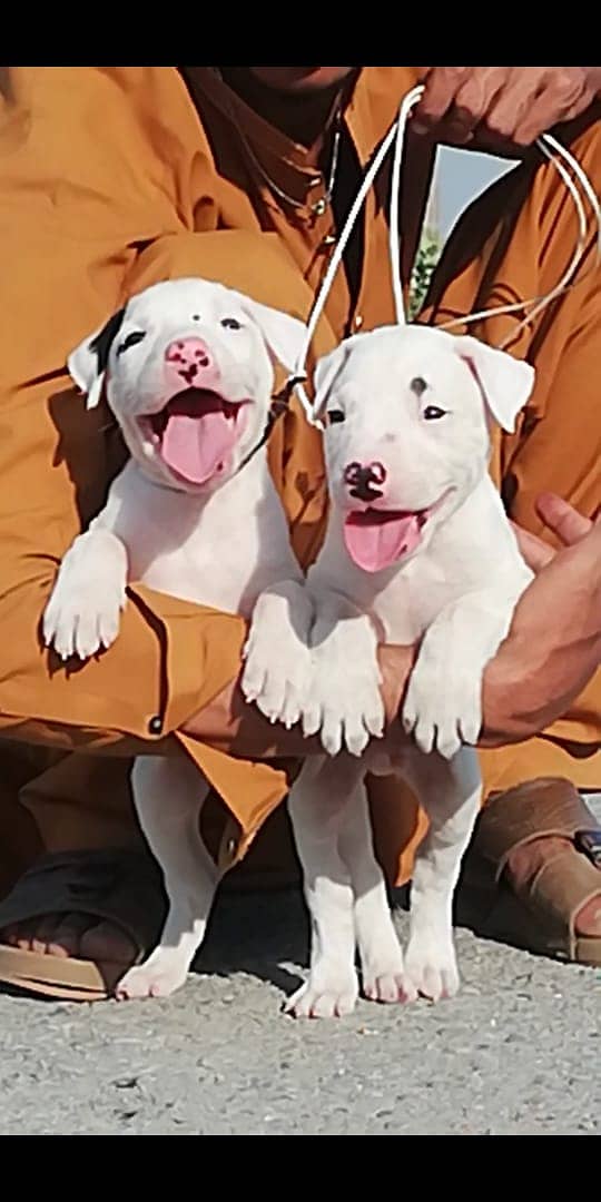 Bully Gultair Puppies | Bully Gultair Pair | Bully Gultair Breed 1