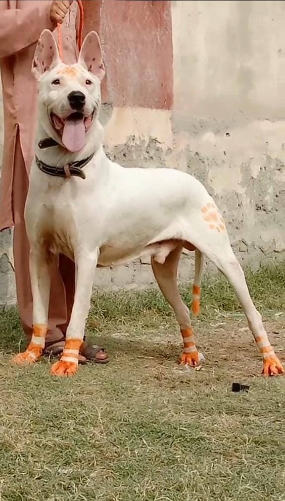 Kohati Gultair Dog | Pure Kohati Gultair  Male Dog For Sale 0