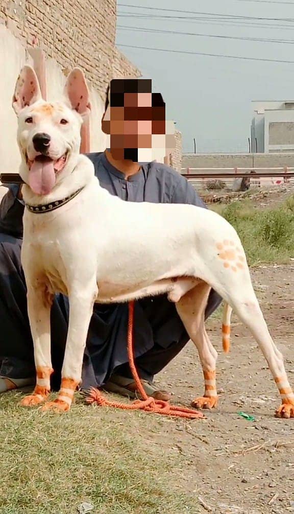 Kohati Gultair Dog | Pure Kohati Gultair  Male Dog For Sale 1