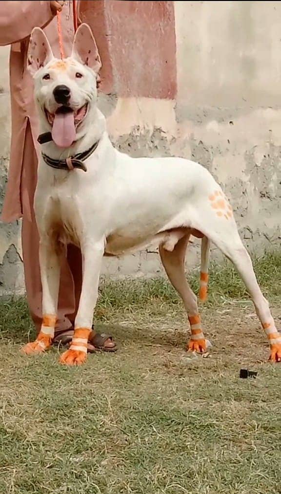 Kohati Gultair Dog | Pure Kohati Gultair  Male Dog For Sale 2