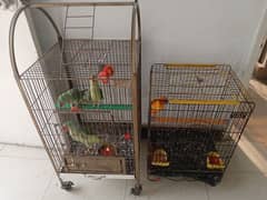 3 raw parrots and sun cnoure