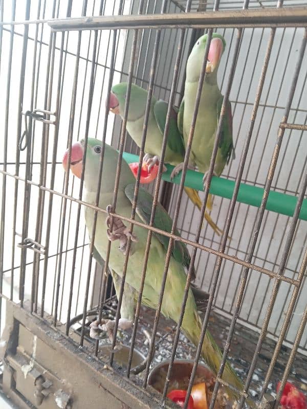 3 raw parrots and sun cnoure 3