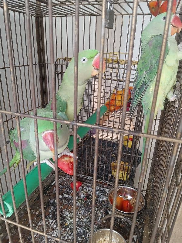 3 raw parrots and sun cnoure 5