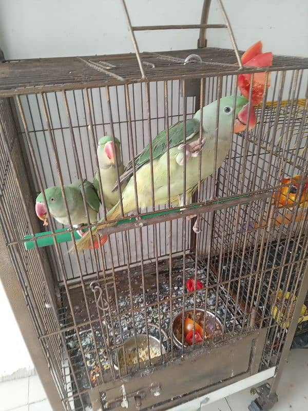 3 raw parrots and sun cnoure 6