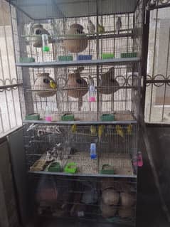 12 portion cage pinjra for birds budgies fishers chicks finches