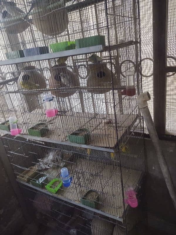 12 portion cage pinjra for birds budgies fishers chicks finches 4