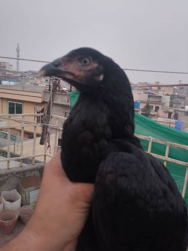 black mushkil Madi for sale 2