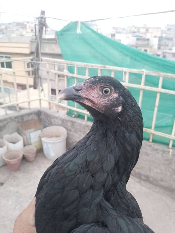 black mushkil Madi for sale 3