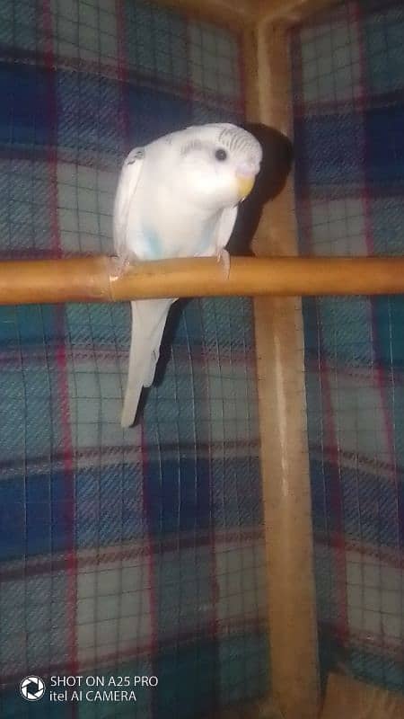 Home breed Australian budgie 1