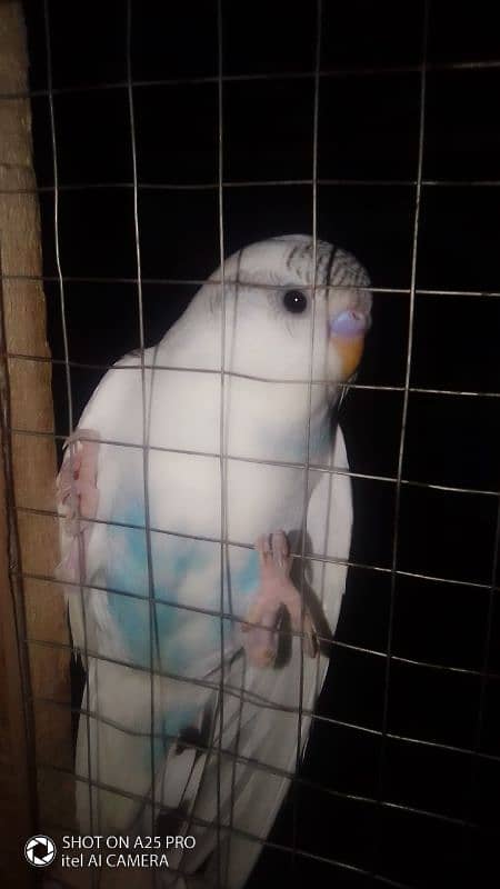 Home breed Australian budgie 0